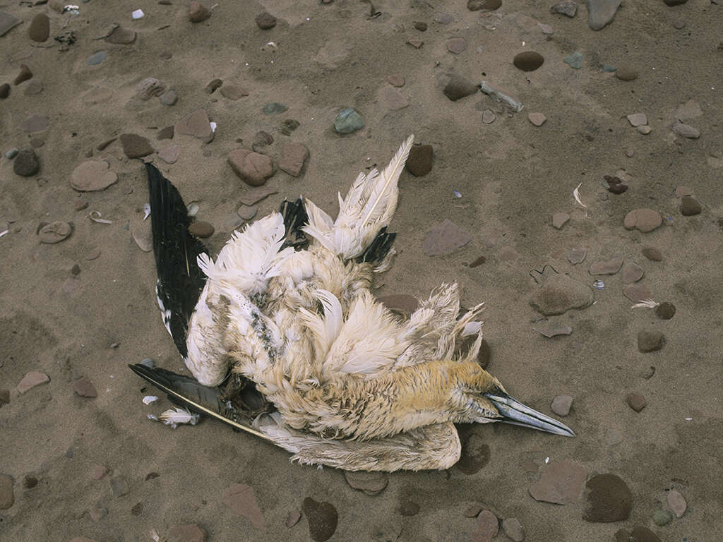 Dead Birds Falling From The Sky Is A Bad Omen For The Planet The 